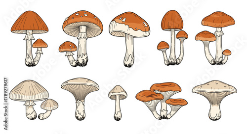 Vintage set of various forest mushrooms in a hand-drawn style, featuring different shapes and colors on a white background.