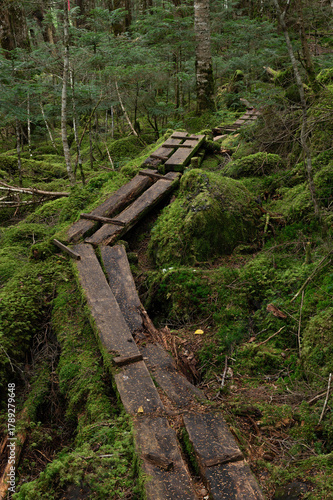 苔に覆われた亜高山の森に敷かれた木道