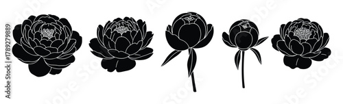 Black silhouettes of various peony blooms and buds botanical illustration isolated on white.