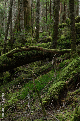 苔に覆われた倒木が横たわる亜高山の森