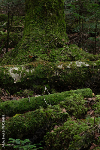 苔に覆われた倒木が重なる亜高山の森