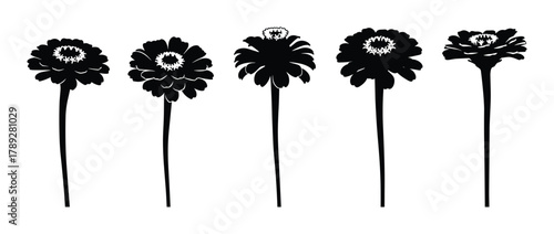 Collection of black silhouette zinnia flowers, various bloom stages