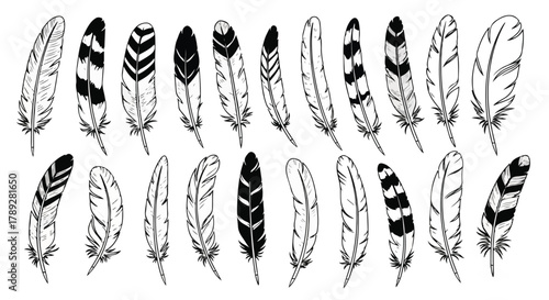 Feathers Monochrome Illustration Vector, Black and White Drawing