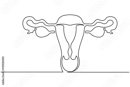 Uterus and ovaries continuous line simple drawing female anatomy concept.Women reproductive health uterus continuous line artistic medical illustration.