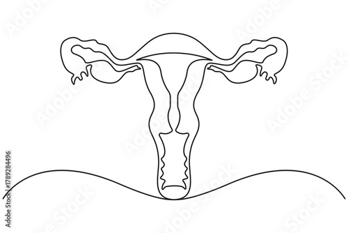 Uterus and ovaries continuous line simple drawing female anatomy concept.Women reproductive health uterus continuous line artistic medical illustration.
