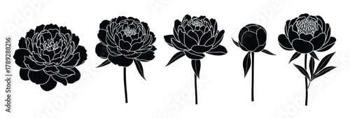 Set of peony flowers isolated on white background