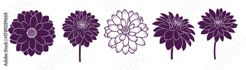 Dahlia flowers different styles on white background