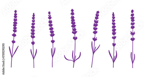 Purple silhouette lavender flower plant sprigs