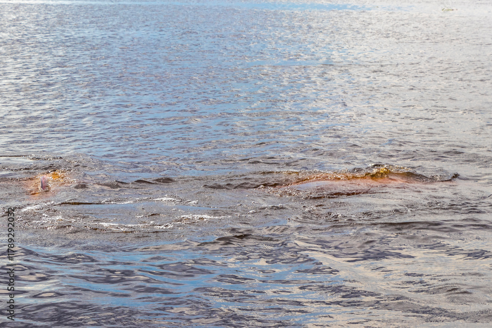Fototapeta premium Pink Amazon river dolphin dolphins Rio Negro in Amazonas Brazil.