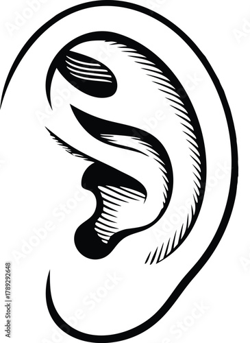 Detailed human ear vector illustration in black and white, hearing organ line art design, realistic auditory anatomy drawing for medical, education, and graphic design 