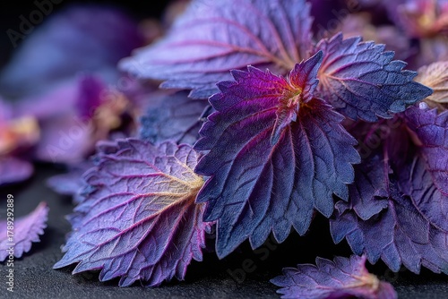 Close up of purple basil leaves with detailed textures