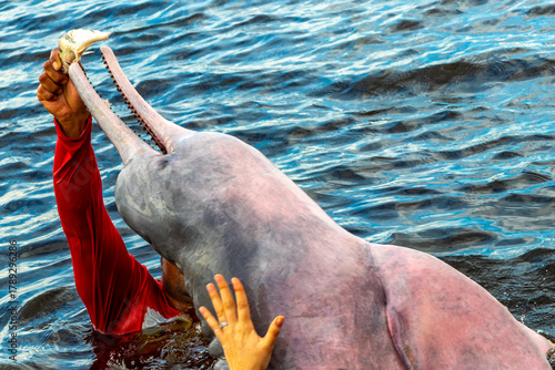 Feeding Pink Amazon river dolphin dolphins Rio Negro Amazonas Brazil.