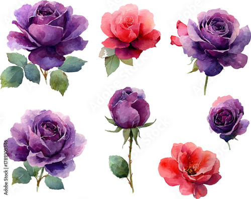 collection of roses