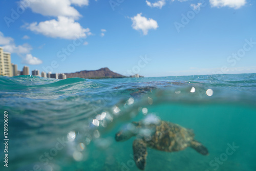 Swimming with Wild Hawaiian Green Sea Turtles off the shore of Waikiki, in Hawaii 