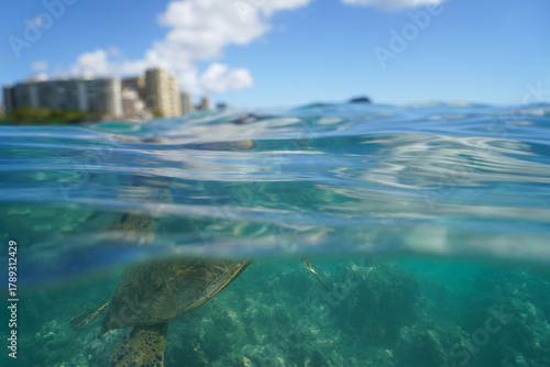 Swimming with Wild Hawaiian Green Sea Turtles off the shore of Waikiki, in Hawaii 