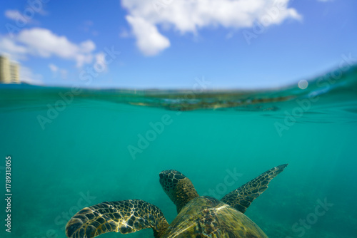 Swimming with Wild Hawaiian Green Sea Turtles off the shore of Waikiki, in Hawaii 