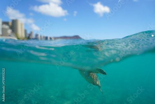 Swimming with Wild Hawaiian Green Sea Turtles off the shore of Waikiki, in Hawaii 