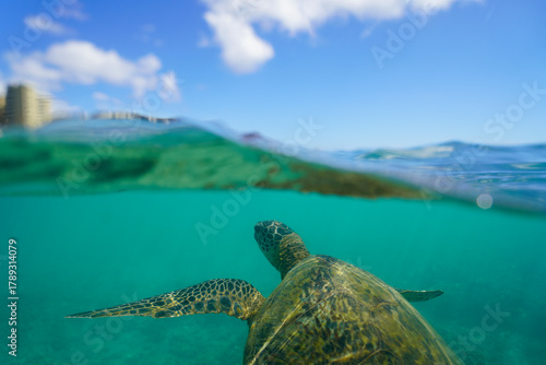 Swimming with Wild Hawaiian Green Sea Turtles off the shore of Waikiki, in Hawaii 