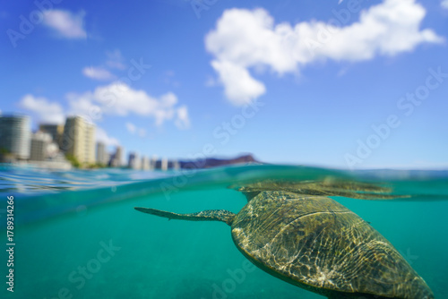 Swimming with Wild Hawaiian Green Sea Turtles off the shore of Waikiki, in Hawaii 