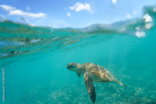 Swimming with Wild Hawaiian Green Sea Turtles off the shore of Waikiki, in Hawaii 