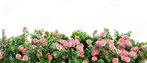 A vibrant, lush border of beautiful pink roses and dark green foliage on transparent background 3d rendering png
