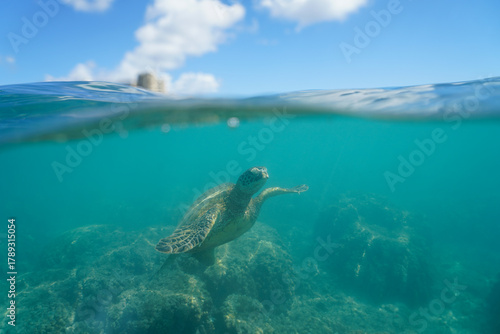 Swimming with Wild Hawaiian Green Sea Turtles off the shore of Waikiki, in Hawaii 