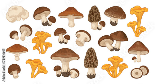 A colorful collection of various mushroom types, including chanterelles, morels, and button mushrooms, presented as detailed illustrations.