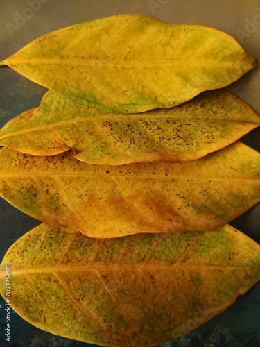 Wallpaper Mural autumn leaf on an abstract surface Torontodigital.ca