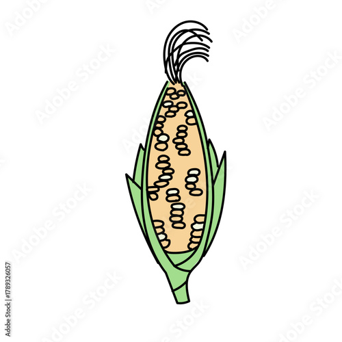 皮付きトウモロコシを描いたシンプルなベクターイラスト｜夏の農作物や食材デザインに使いやすいかわいらしい食品素材