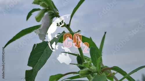 C O2 Text Overlay on Green Plant with Earth Overlay and Cloudy Sky Background Keywords: C O2, carbon dioxide, plant, green, leaf, nature, environment, earth, globe, world, sky, clouds, weather
