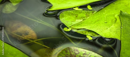 Foto Close-up of lily pads floating on the surface of a pond