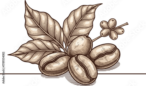 Vintage Engraving Coffee Bean and Leaf Vector: Hand-Drawn Sketch of Arabica or Robusta Grains, Berry, and Plant for Organic Food, Cafe, and Caffeine Graphics