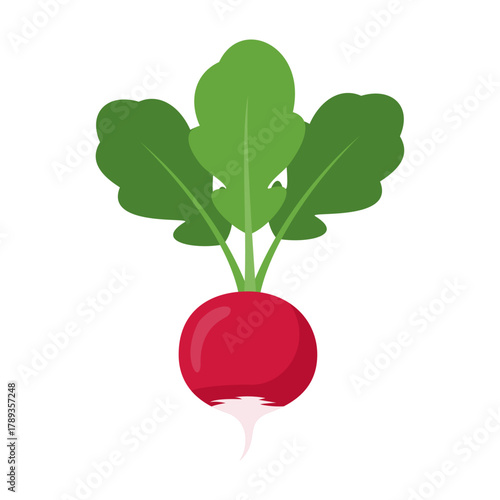 Fresh Red Radish with Green Leaves Isolated on White Background.