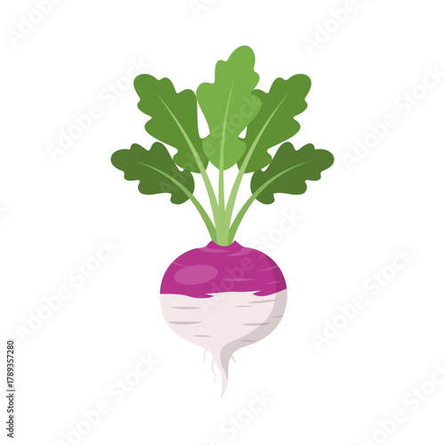Freshly harvested turnip with vibrant green leaves and a purple and white root.