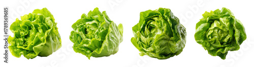 Fresh green butterhead lettuce with crisp leaves, studio lighting, isolated on black PNG set with transparent background