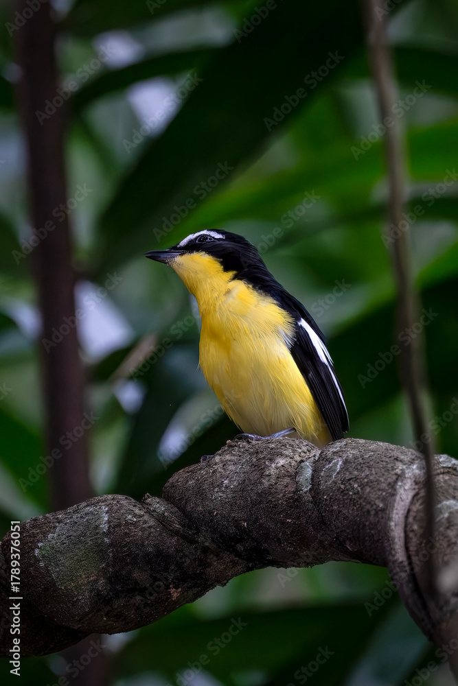 Fototapeta premium Yellow-rumped Flycatcher Migratory birds