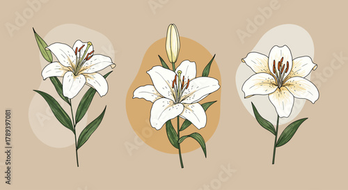 Elegant Lily Flower Collection in Vector Art A Botanical Illustration for Designs