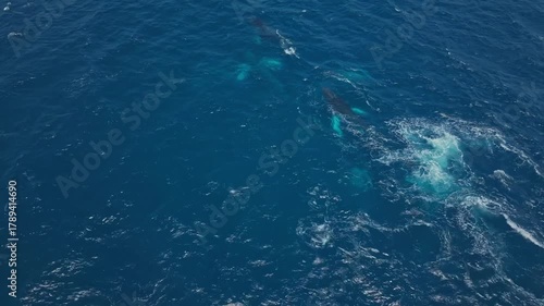 Wallpaper Mural Aerial view of whales in blue ocean during humpback season in Ecuador Torontodigital.ca