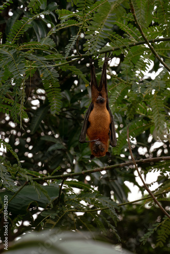 An Indian fruit bat (Pteropus medius) captured through spot focus, hanging upside down from a tree branch amidst lush green foliage. 