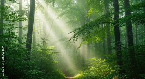 Mystical forest path bathed in ethereal sunbeams, awakening the soul with vibrant green foliage and a sense of peaceful adventure
