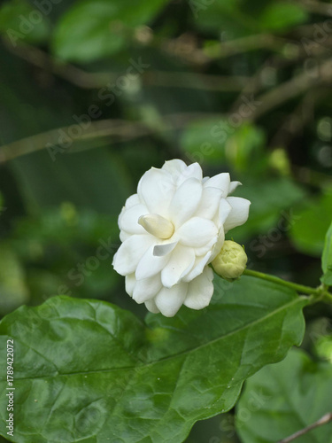 white flower of jasmine with green leaves