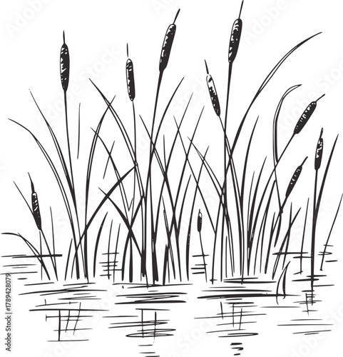 Black ink cattails reeds marsh water