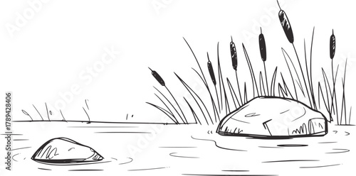 Cattails reeds stones water nature