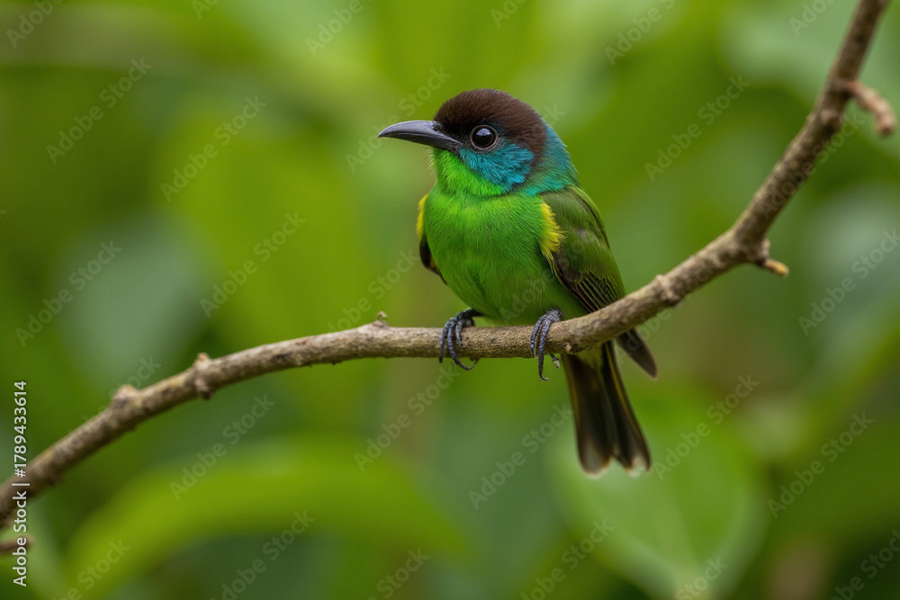 Fototapeta premium Green Honeycreeper bird in Rainforest. 3d rendering.