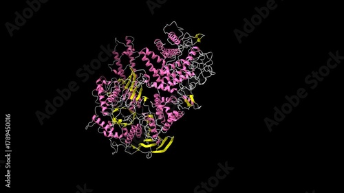 Structure of human glycogen debranching enzyme. Animated 3D cartoon and molecular surface models, secondary structure color scheme, PDB 8zeq, black background