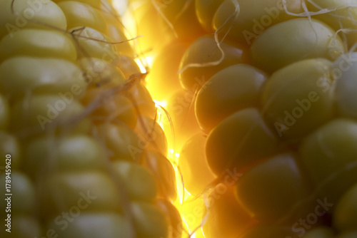Papier peint Warm macro close up of yellow fresh raw corn on cob