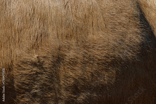 close up of brown fur texture