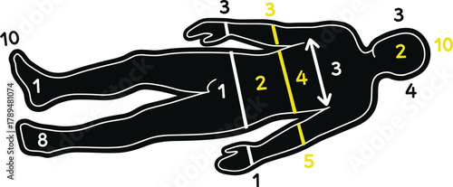 Human body part diagram, anatomical figure silhouette, medical labeling vector, healthcare education graphic, flat anatomy illustration, instructional body chart
