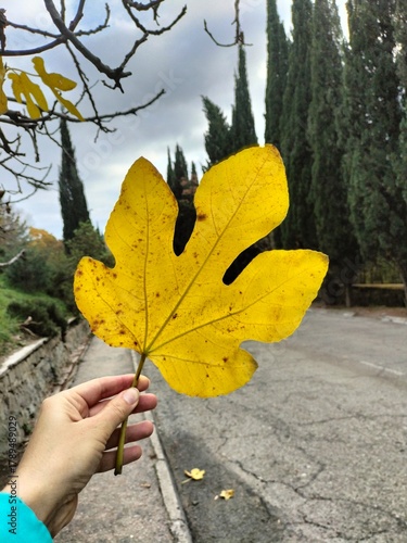 Wallpaper Mural a large yellow autumn leaf in close-up on a road background Torontodigital.ca
