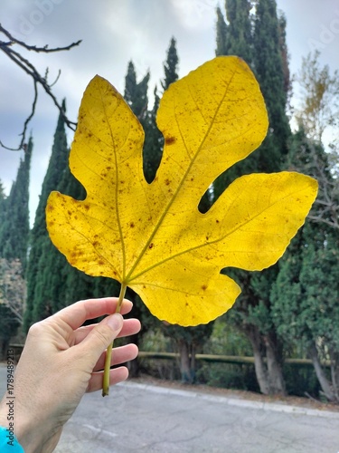 Wallpaper Mural a large yellow autumn leaf in close-up on a road background Torontodigital.ca